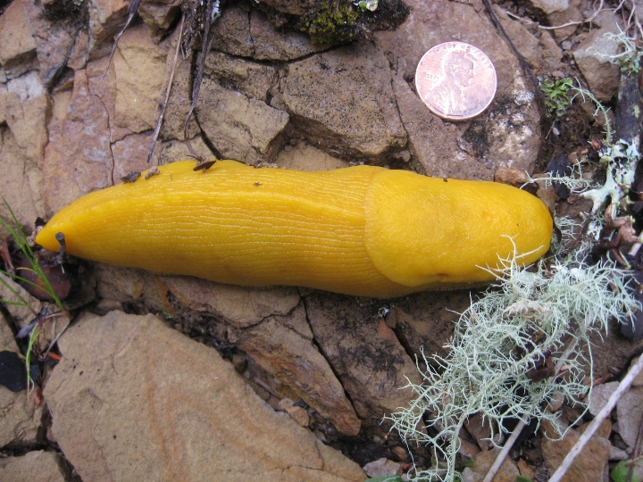 Banana Slug